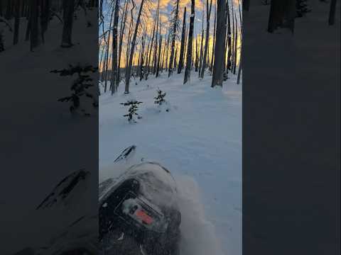 Riding through the burn! First ride of the season 25/26#skidoo #850turbo #powder #backcountry #pov