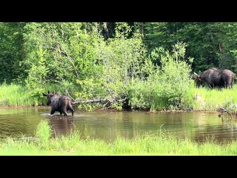 Wild Alaska at Its Best: Moose and Crane Coexisting in Harmony - The Sierra Winter Way 