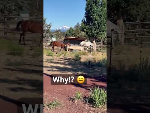 My horses keep destroying the poor alder tree.😑 Cinder has the broken branch before Lefty steals it