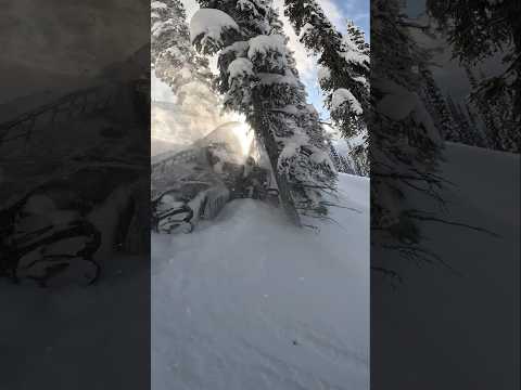 tree cought the sled. #fail #revelstoke #skidoo #backcountry