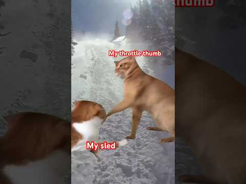Need a smash the throttle counter! #funny #snowmobiler #cat #sledding #mountains #snowmobile #memes